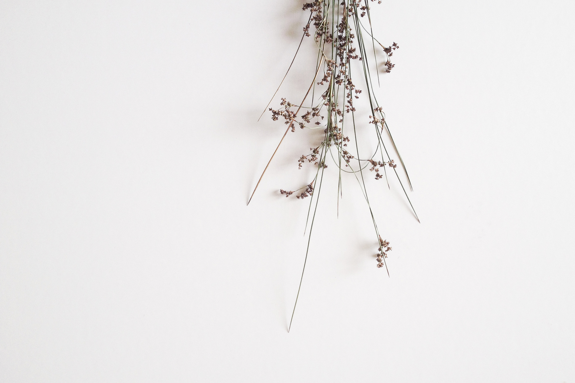 Reeds Against White