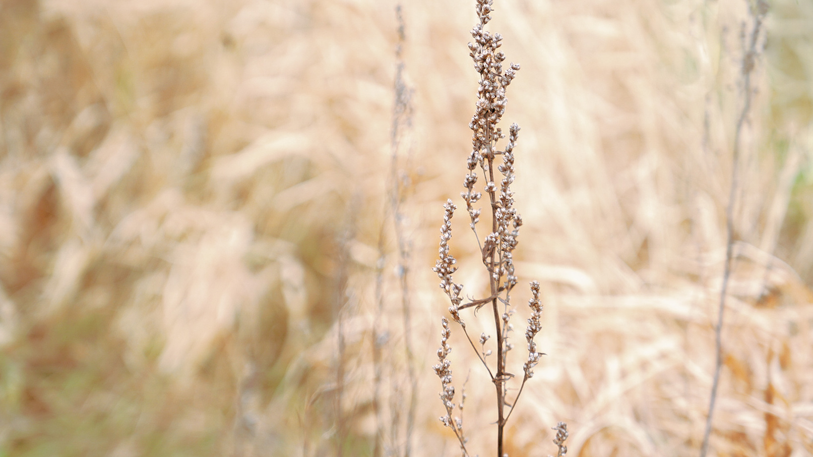 Dry autumn plants